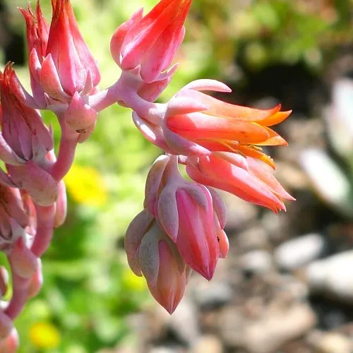 Echeveria Peacockii