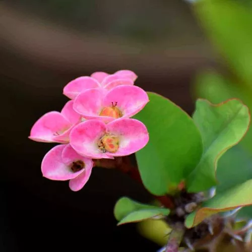 Euphorbia Milii Pink