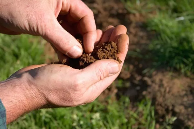 Examine Your Soil Properly