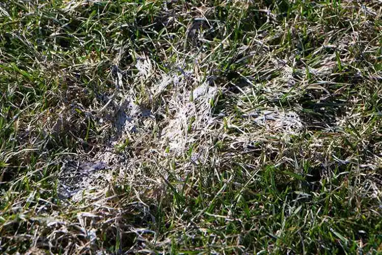 Gray Snow Mold