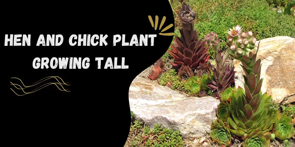 Hen and chick plant growing tall