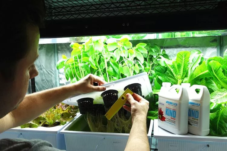 How To Adjust PPM Level In Hydroponics