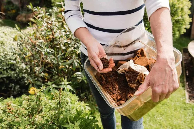 How do you fertilize hibiscus with coffee grounds