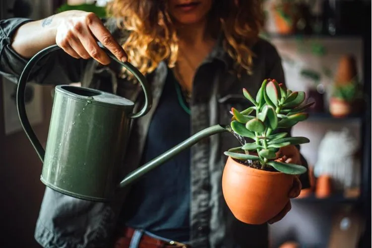 How often do you water a succulent or cactus flower