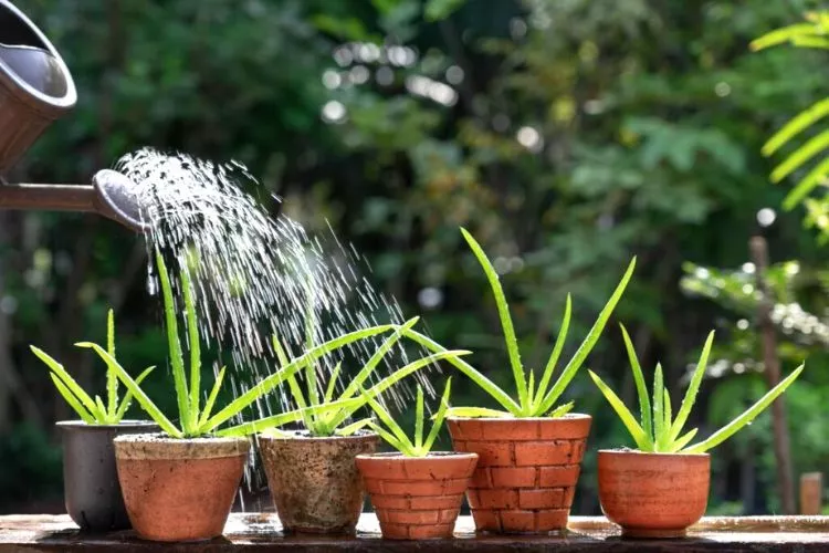 How often should aloe be watered