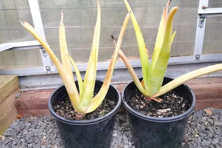 How to Tell If Aloe Plant is Underwatered