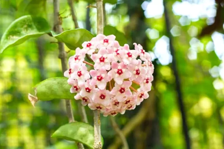 Hoya Krimson Princess