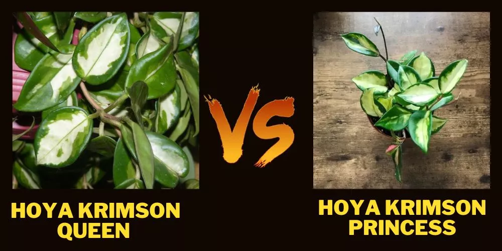 Hoya Krimson Queen Vs Hoya Krimson Princess