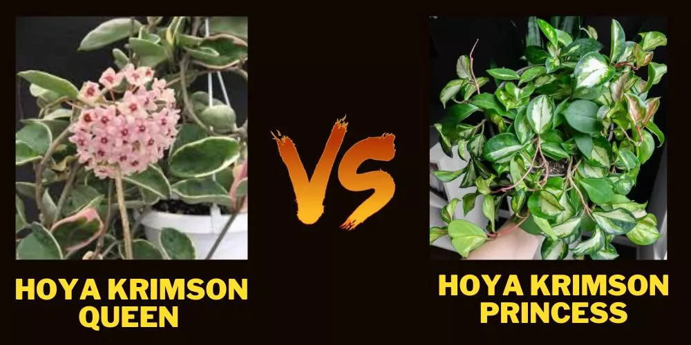 Hoya Krimson Queen Vs Hoya Krimson Princess (A Detail Comparison)