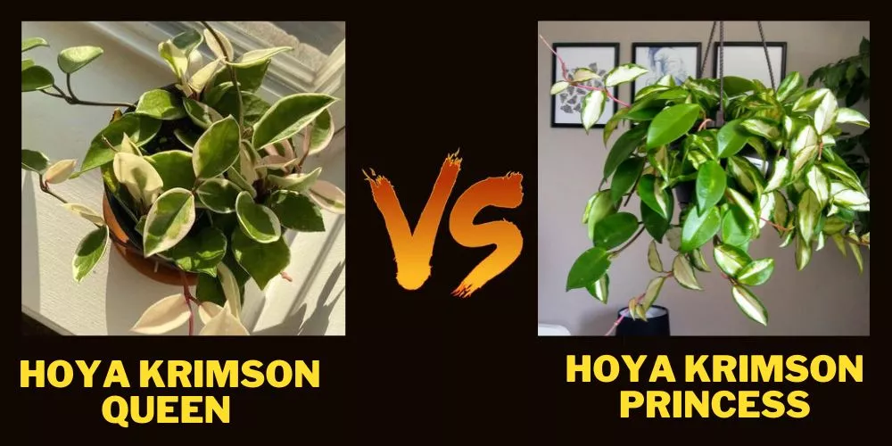 Hoya Krimson Queen Vs Hoya Krimson Princess 