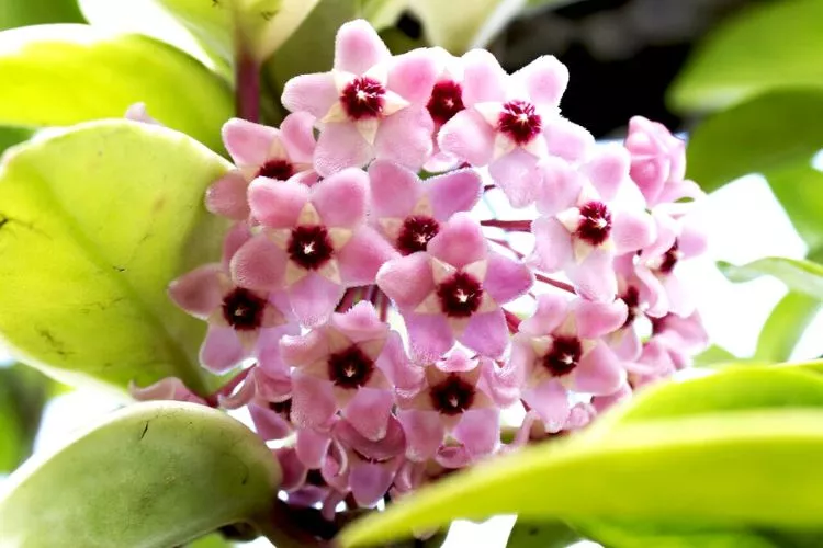 Hoya Krimson Queen