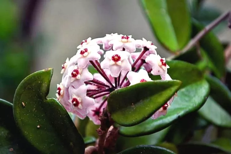 Hoya Plant Uses