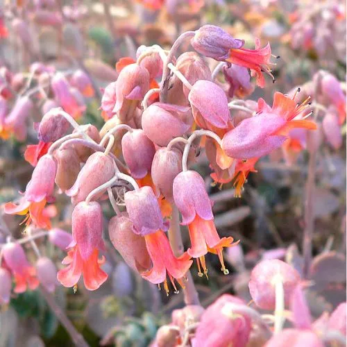 Kalanchoe Fedtschenkoi