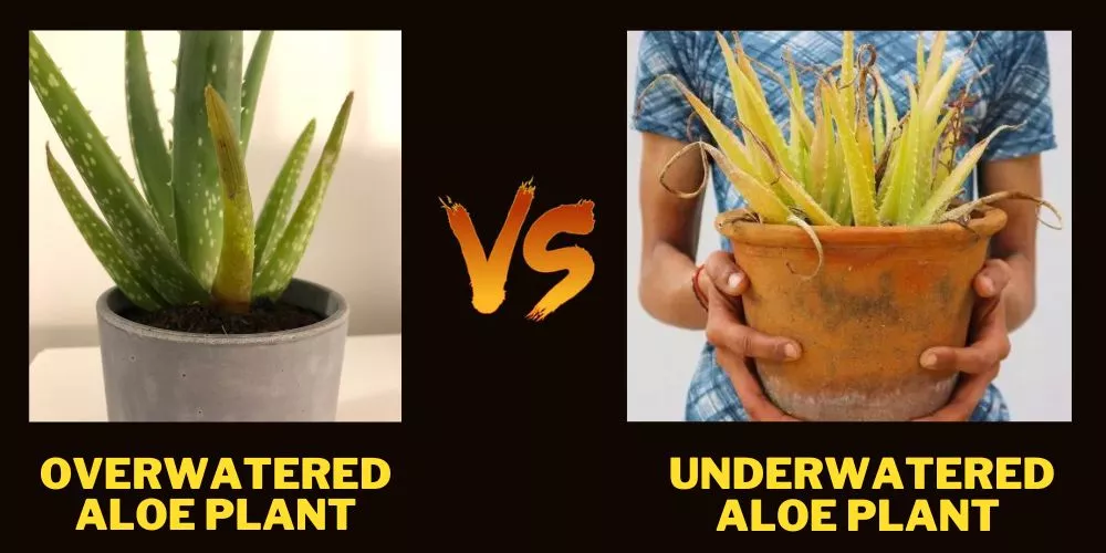 Overwatered vs Underwatered Aloe plant (A Detail Comparison)