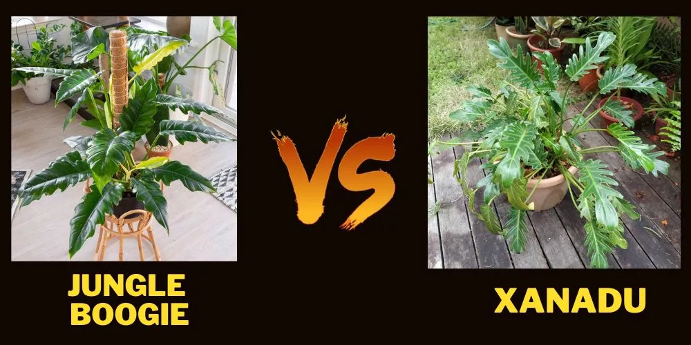 Philodendron jungle boogie vs Xanadu