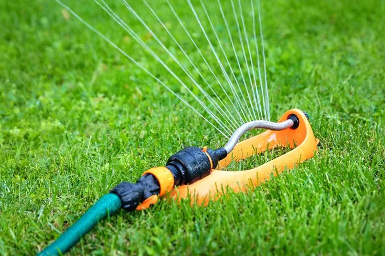 Proper Watering Schedule