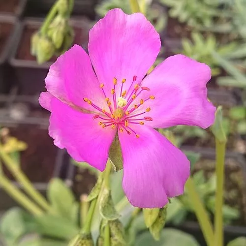 Rock Purslane