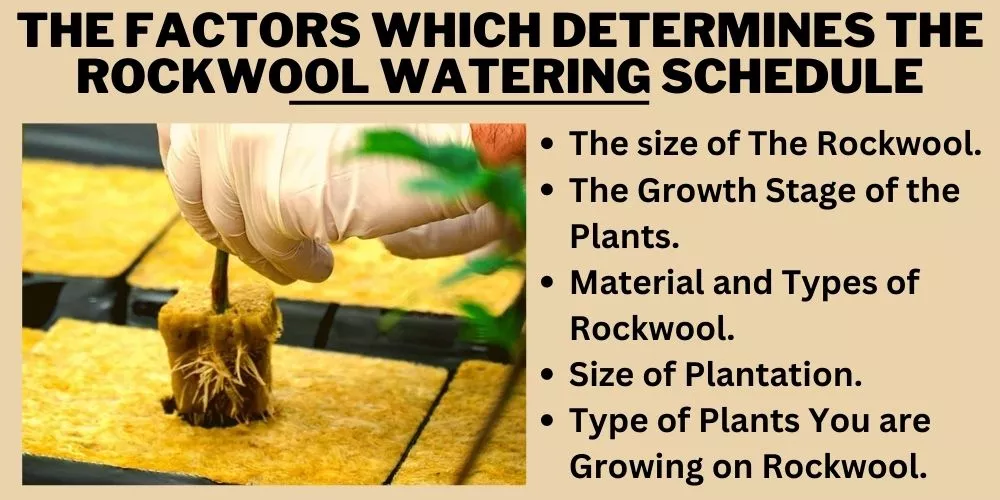 The Factors Which Determines The rockwool Watering Schedule