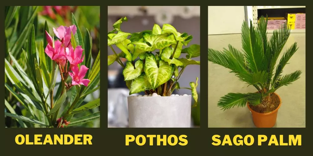 Toxic plants For Cats