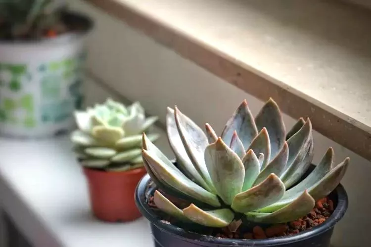 What do you do with potted succulents in the winter