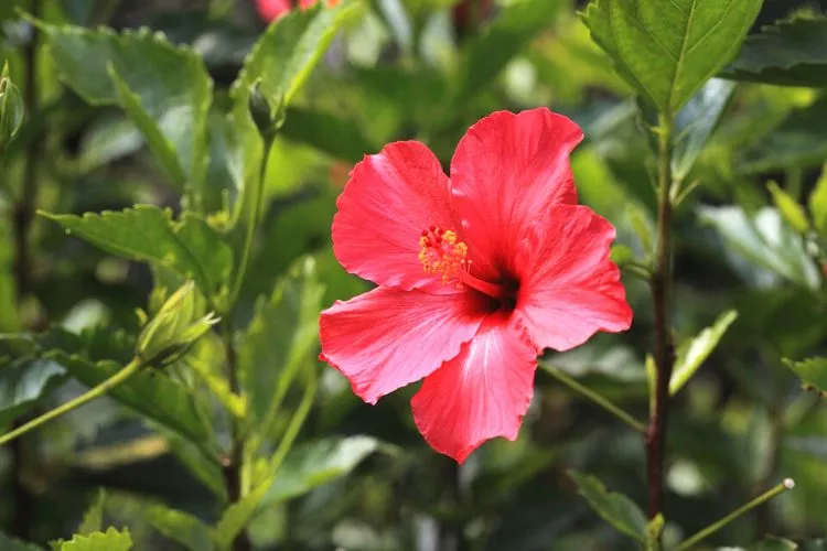 What is the best fertilizer for my hibiscus