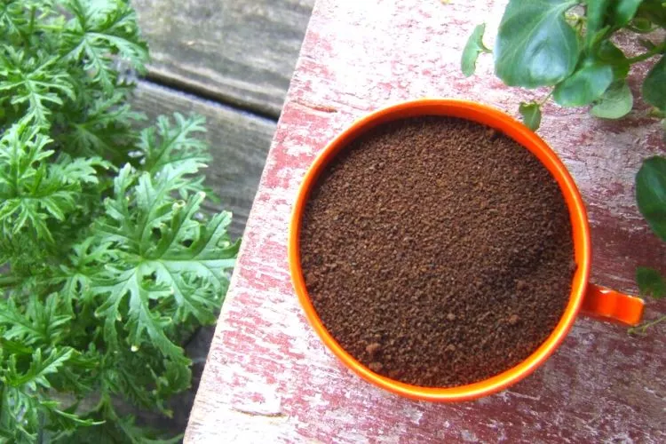 What plants benefit coffee grounds