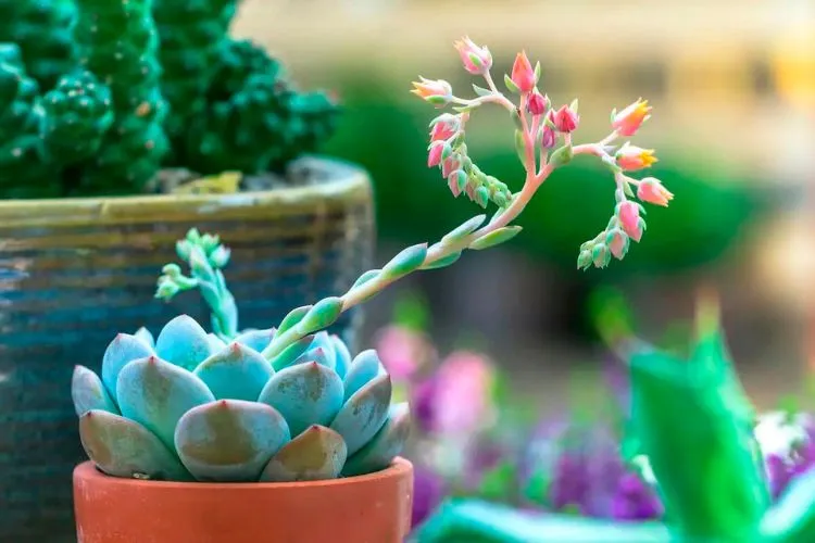 What to do with succulents after flowering