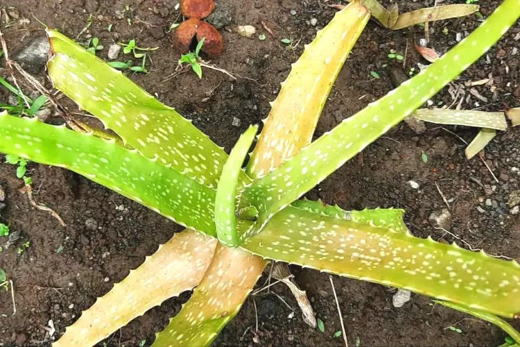 Why Do People Confuse Between Overwatered and Underwatered Aloe Plants