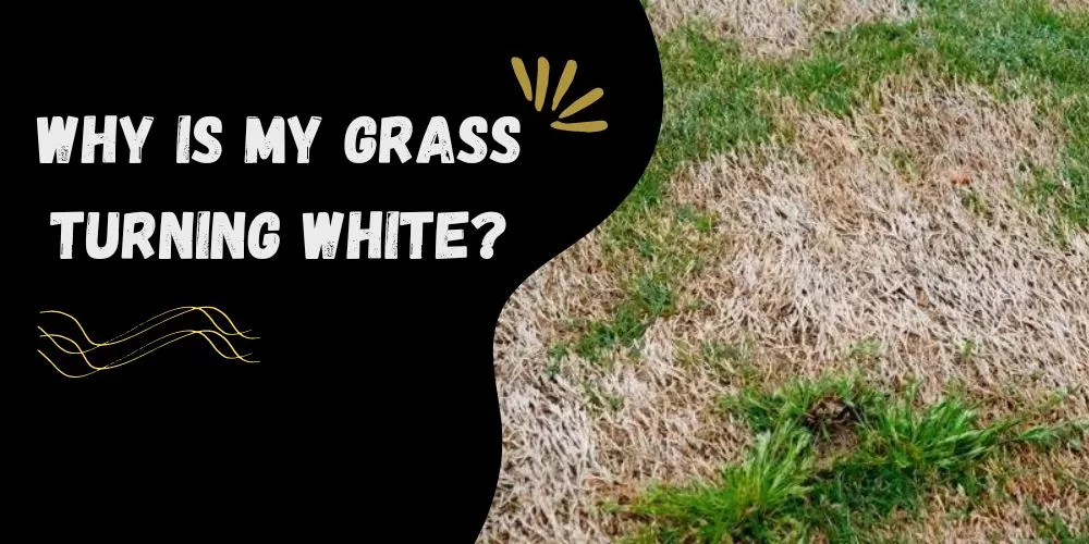 Why is my grass turning white (reason and solution)