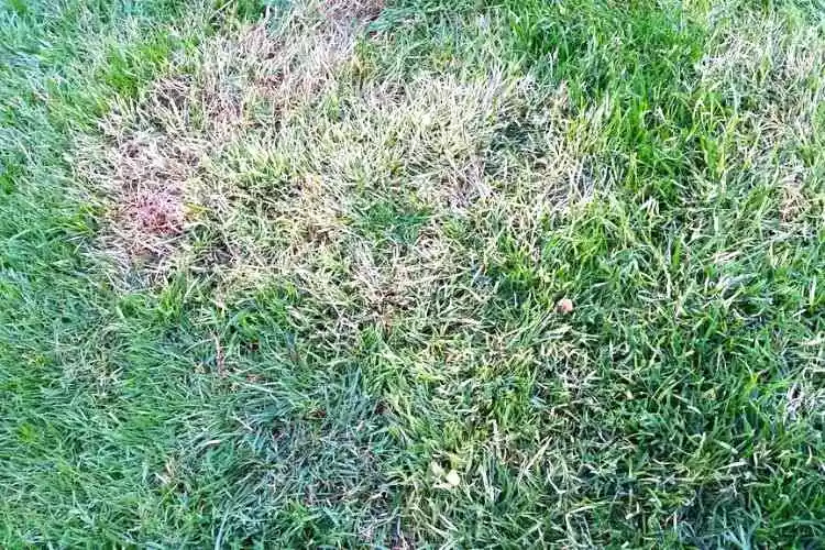 Why is my grass turning white