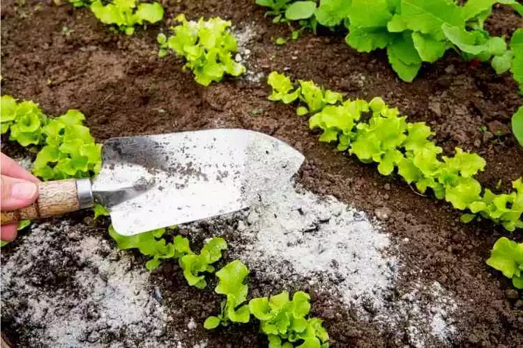 Wood Ash as fertilize