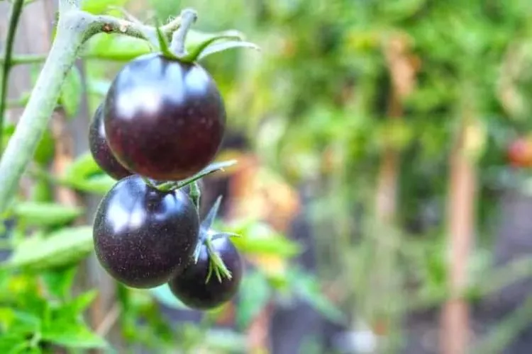 Black cherry tomatoes