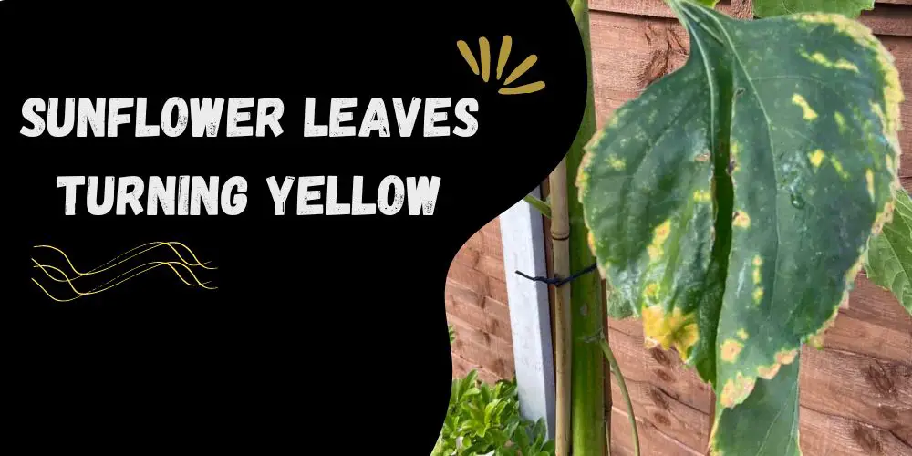 Sunflower Leaves Turning Yellow