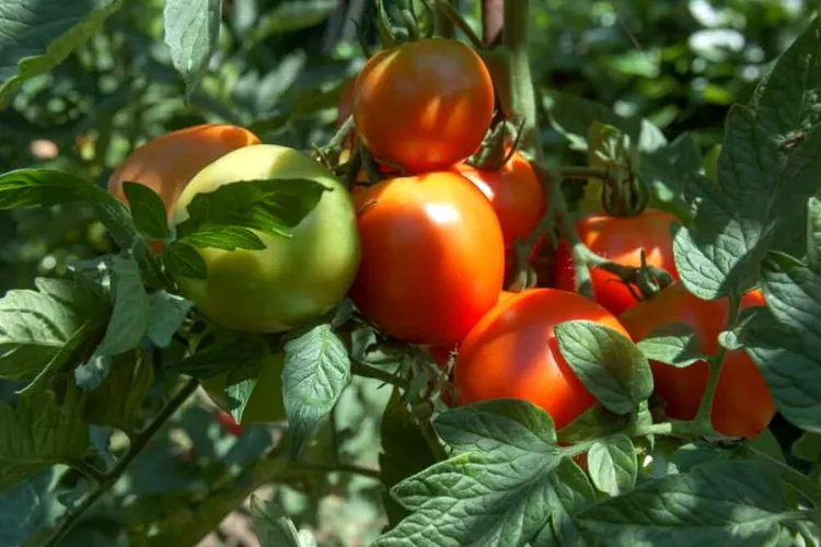 Can Tomatoes Be Grown In Shade