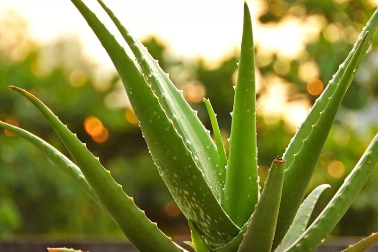 Can aloe vera plants survive cold