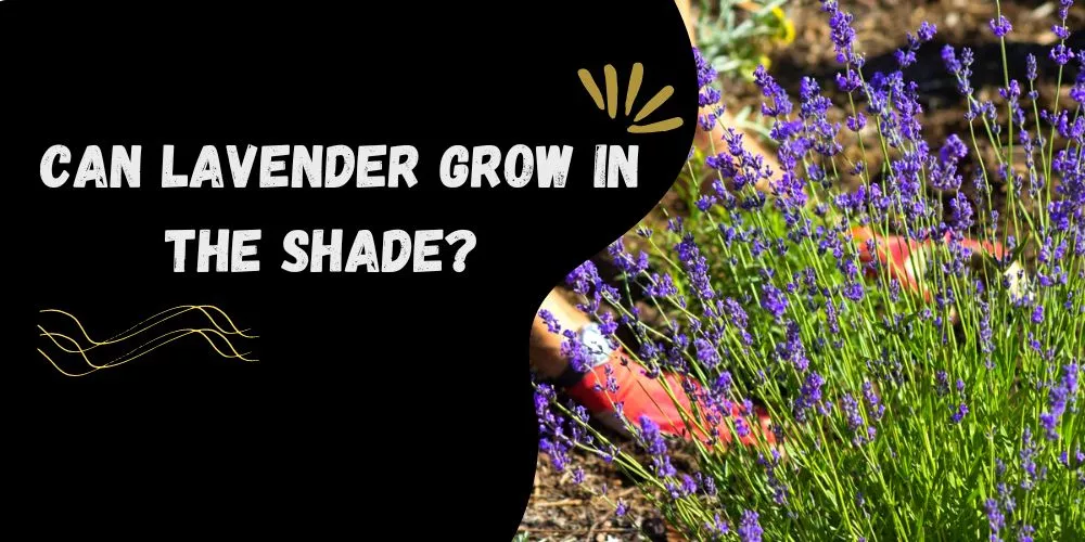 Can lavender grow in the shade