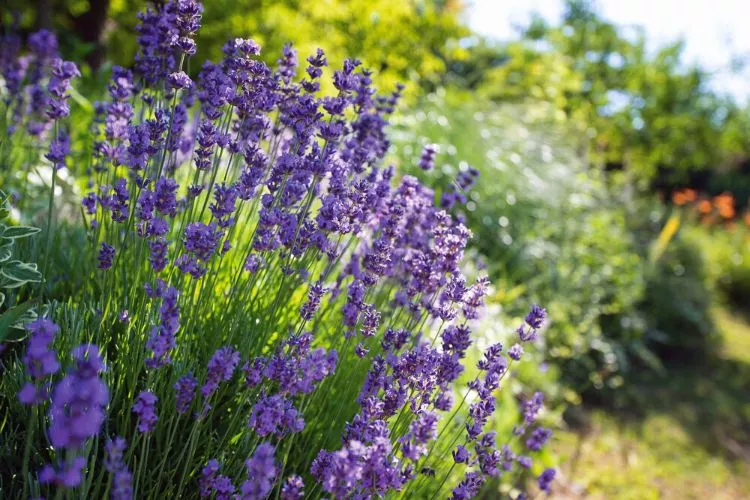  Can lavender grow in the shade