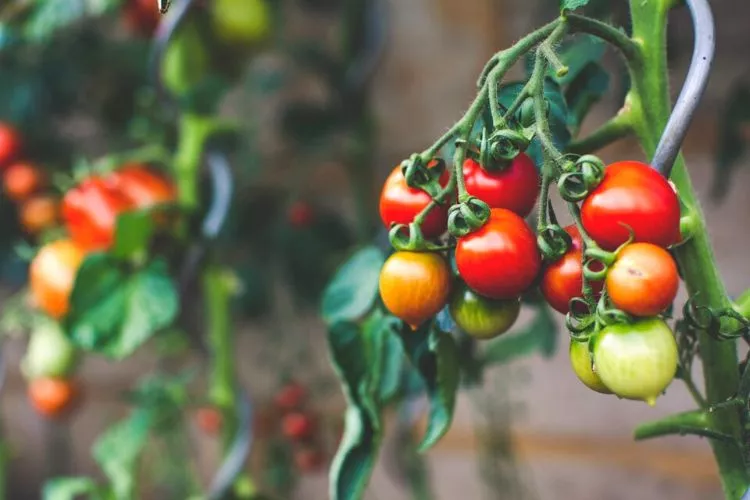 Can tomatoes grow in indirect sunlight