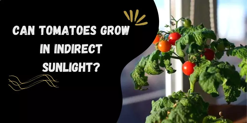 Can tomatoes grow in indirect sunlight