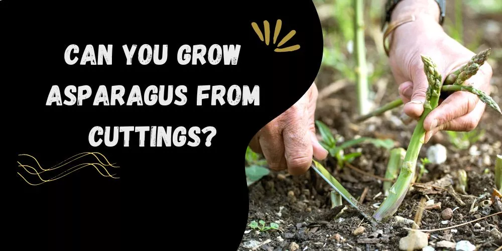 Can you grow asparagus from cuttings (detail guide)