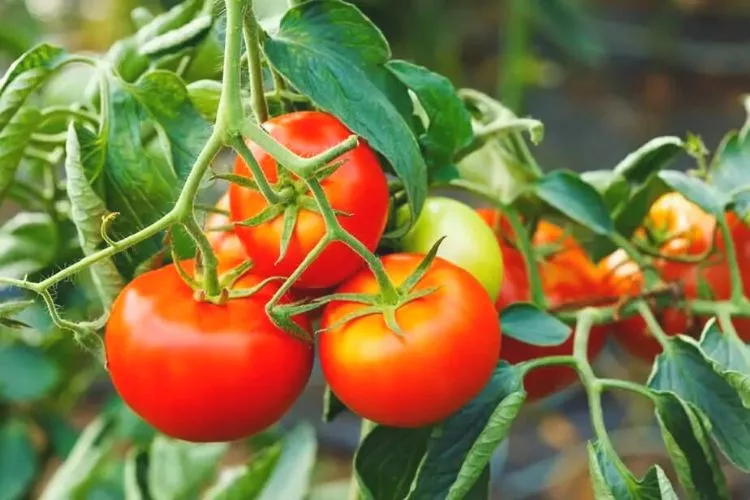 Choosing the right tomato variety for indirect sunlight