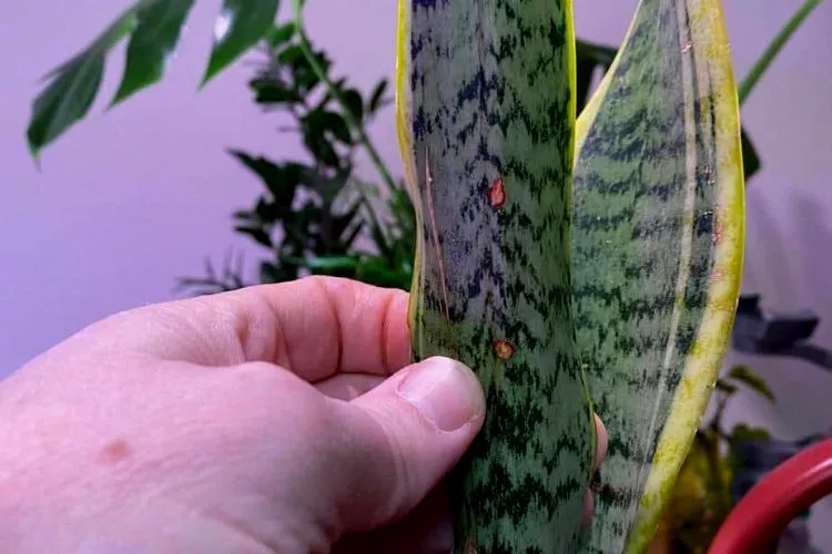 Disease & Pests of snake plant