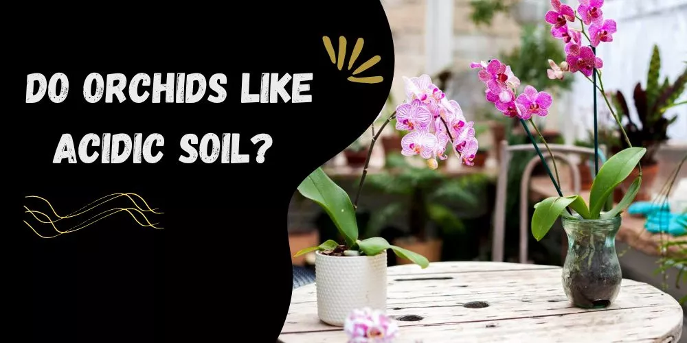 Do orchids like acidic soil