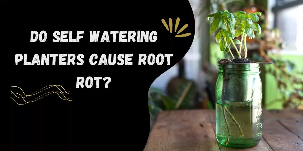 Do self watering planters cause root rot 