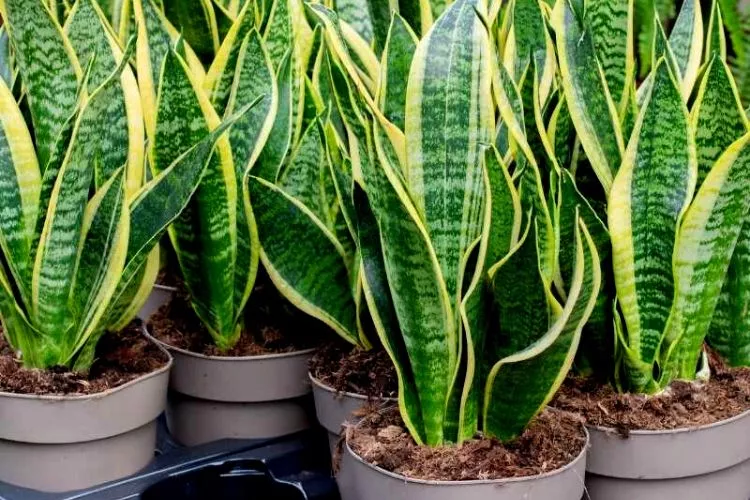 Do snake plants like humidity