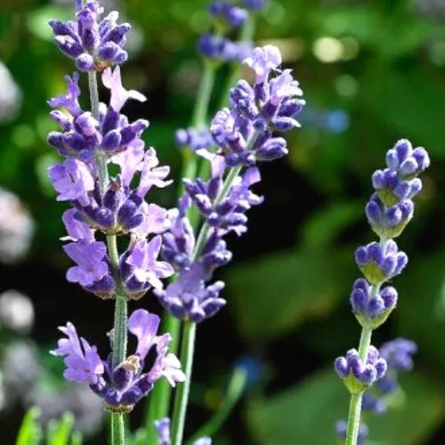 English lavender (Lavandula angustifolia)