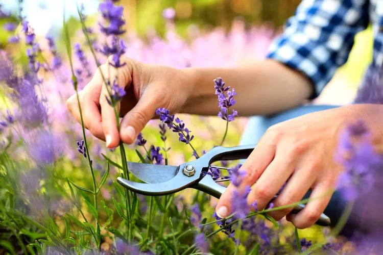 Fertilizing and pruning techniques