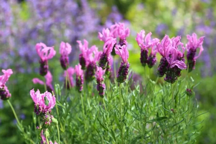 French lavender (Lavandula stoechas)