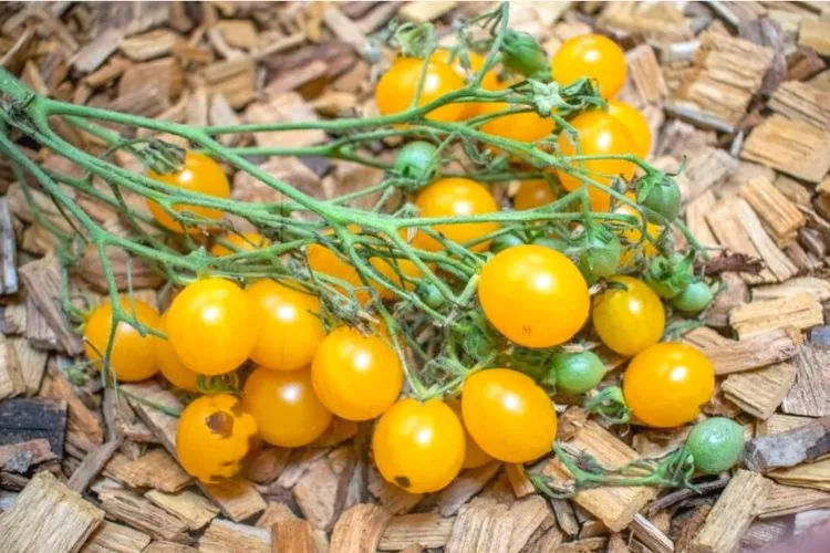 German heirloom ‘Blondkopfchen tomatoes