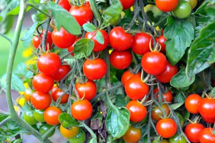 Grape, pear, and cherry tomatoes